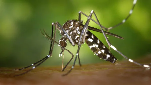 Caso di Dengue: ordinanza per interventi urgenti di disinfestazione