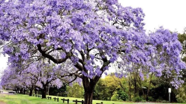 "Mille paulownie per rendere Terni più colorata e sana"