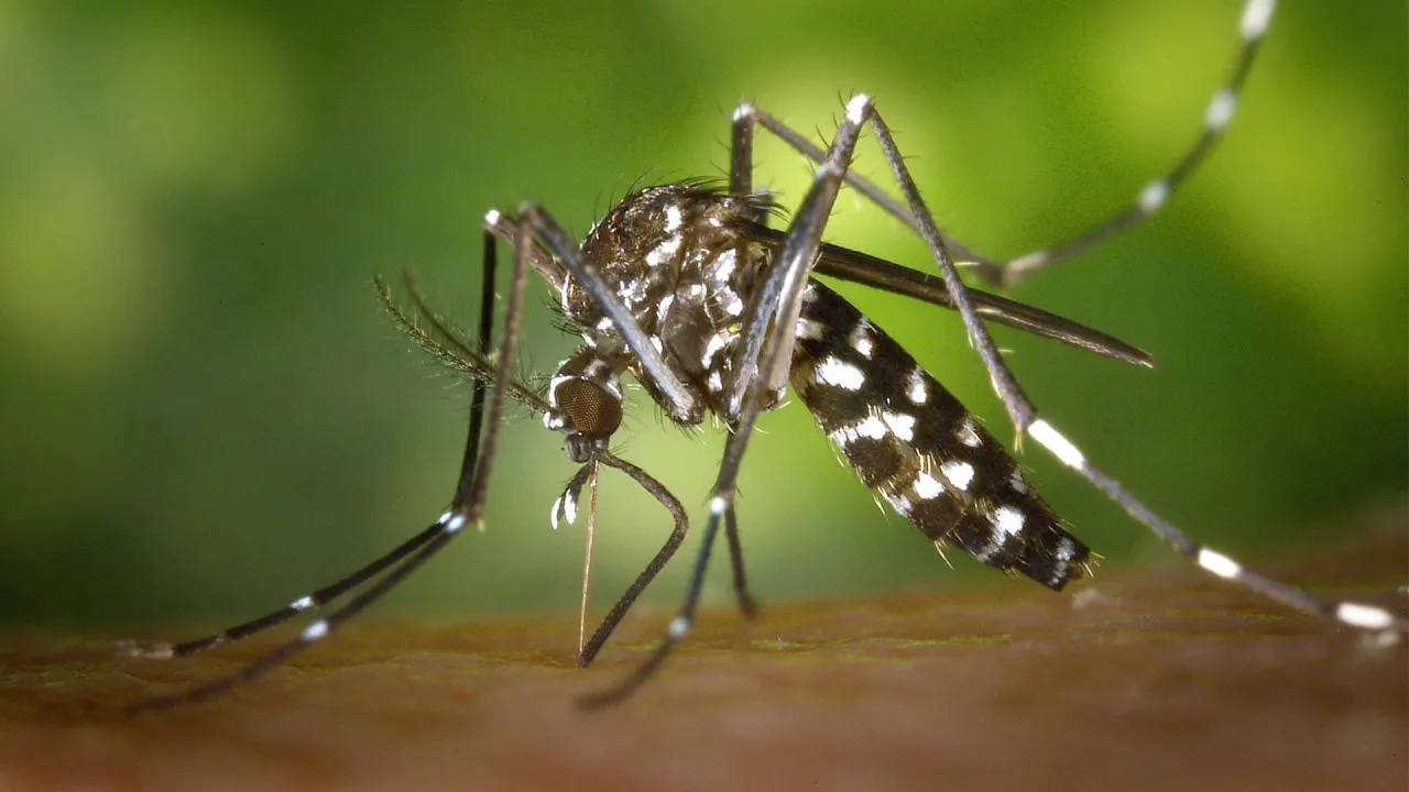 zanzara e febbre dengue
