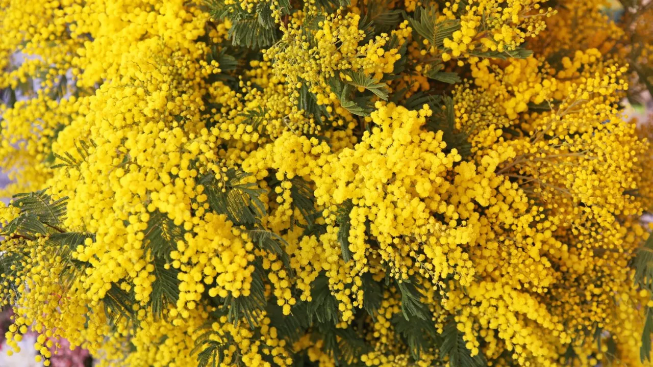 Mimosa