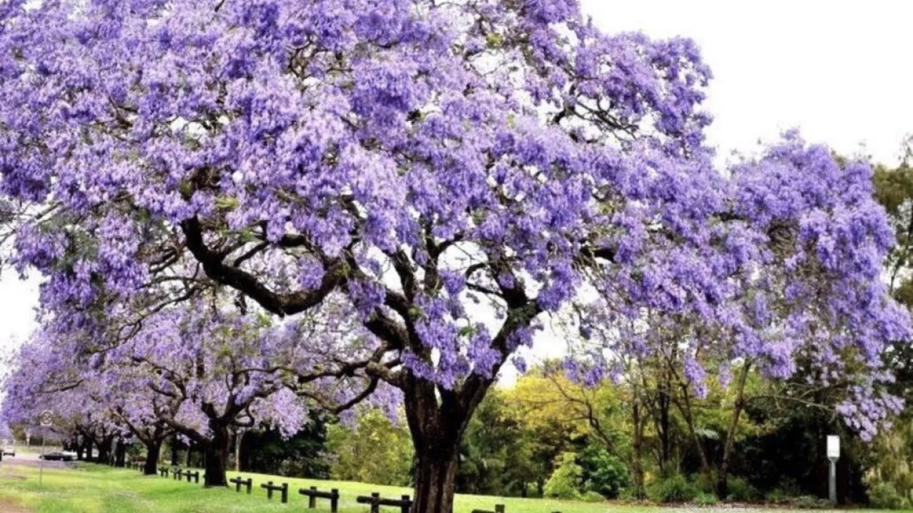  paulownia