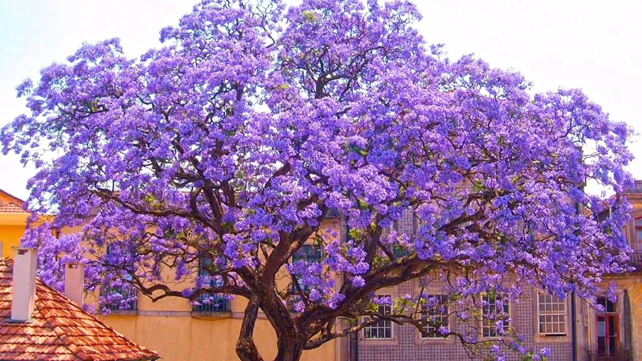 paulownia