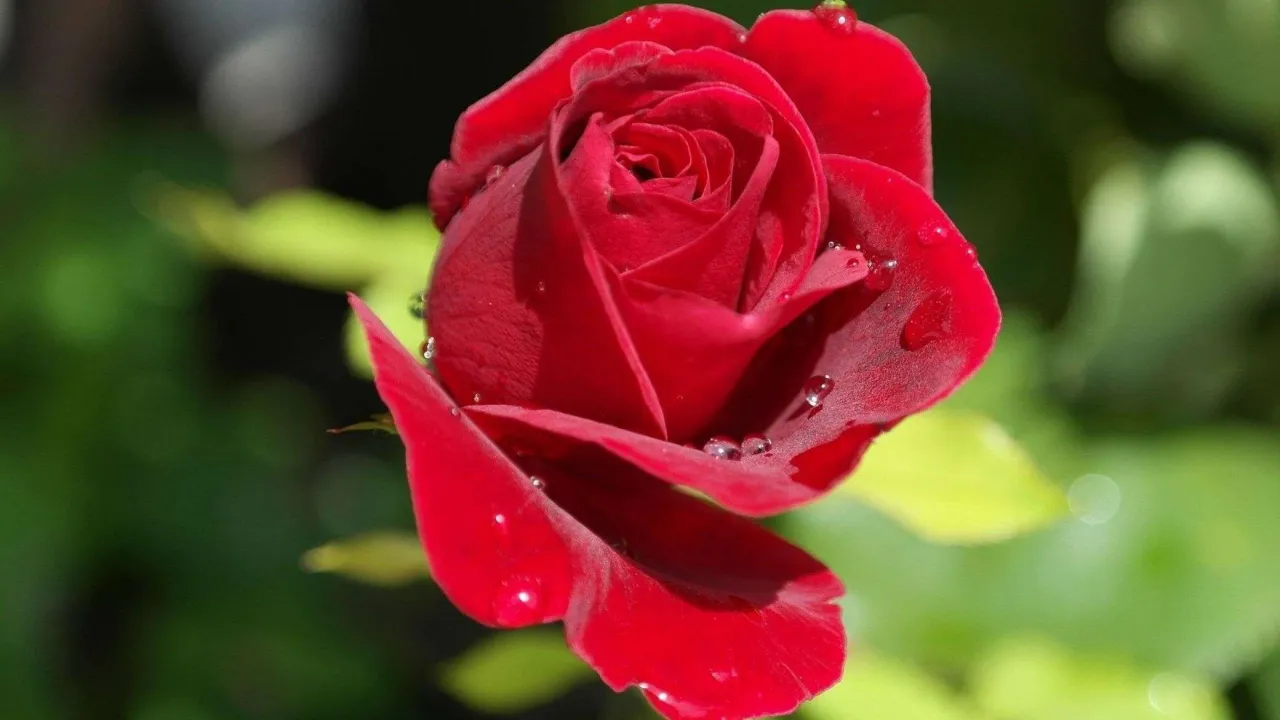 Rosa