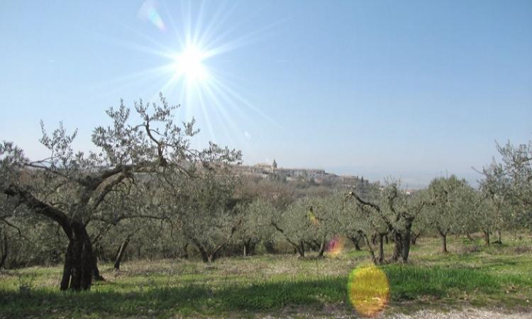 Corso potatura olivi 