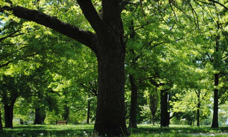 “In cinque anni 839 alberi in più a Terni: un bilancio arboreo in positivo”